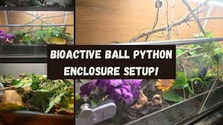 Bioactive 4x2x2 Ball Python Enclosure Setup [upl. by Obmar]