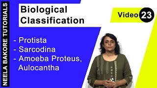 Biological Classification  NEET  Protista  Sarcodina  Amoeba Proteus Aulocantha  Dr Bakore [upl. by Harrat254]