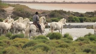 Camargue le far west méditerranéen [upl. by Orlando]