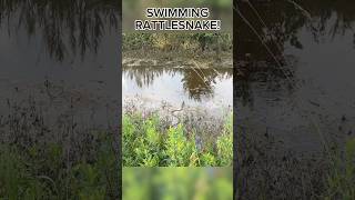 Canebrake Rattlesnake Swimming [upl. by Murphy]