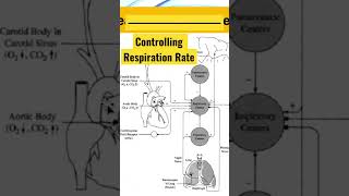 Discover How Our Heart Influences Our Respiration Rate [upl. by Kimberley872]