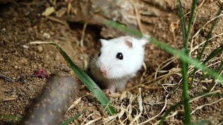 1 YEAR Hamster in wild natural only soil TERRARIUM cage [upl. by Ssegrub]