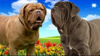 Dogue de Bordeaux VS Neapolitan Mastiff Highlights [upl. by Beichner]