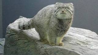 Pallass cats Otocolobus manul RSCC [upl. by Lauter]