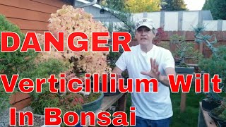 Verticillium Wilt in Bonsai [upl. by Innek141]