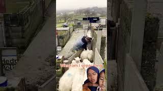 Kambing‼️ sheepworld dog sheeplove funny sheep puppy sheepandgoats animals sheepfarm [upl. by Mairb]