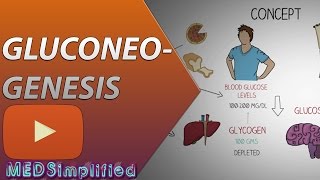 Gluconeogenesis Pathway Made Simple  BIOCHEMISTERY [upl. by Avie]