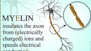 What is the Purpose of Myelin Sheath [upl. by Marteena]