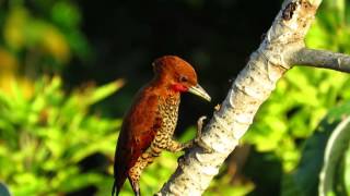 Cinnamon Woodpecker Canopy Tower Panama [upl. by Ellmyer]