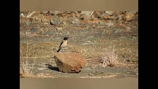 Blackeared Wheatear birds birdwatching lesvos mytilene greece hellas aegean [upl. by Avron]