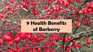 9 Health Benefits of Barberry [upl. by Lleze]