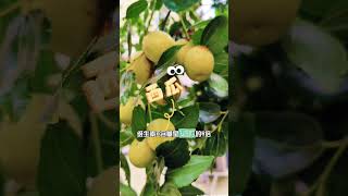 被稱為“維他命C 之王”的水果，一日三粒，百歲不顯老 fruit 园艺 園藝garden gardening [upl. by Atela]