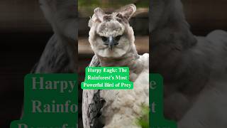 Harpy Eagle The Rainforest’s Most Powerful Bird of Prey animals jumpingspiders cute [upl. by Ot]