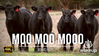 🐄 Cows Mooing Sounds 🐮  🕙 10 Hours  🎧 For Relaxation Sleep  Dog TV  Bonus Facts [upl. by Vatsug]