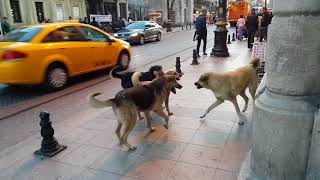 Happiest pack of playing Street Dogs Istanbul Turkey [upl. by Semajwerdna]