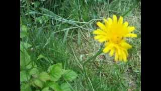 Wild edibles How to eat and identify cats ear  flatweed  false dandelion [upl. by Enovaj883]