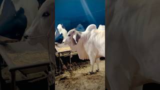 Big bulls For Qurbani 2k24 🐂 bigbulls bull qurbani subscribe birds [upl. by Nimaynib]