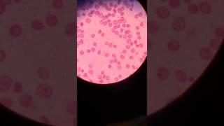 Live WBC cells under light Microscope🫨shorts immunity [upl. by Mellitz]