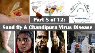 Chandipura Virus Disease The Sand Flys Dangerous Bitequot [upl. by Cartan]