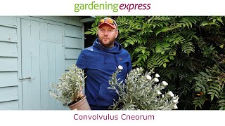 Plant Profile  Convolvulus cneorum [upl. by Decker]