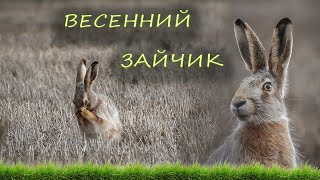 Весенний зайчик в поле [upl. by Shinberg]