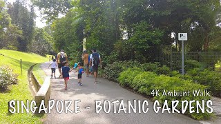 Singapore Botanic Gardens  4K Ambient Walk [upl. by Loleta728]