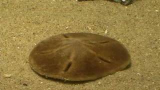 カシパンはエビを食べました  The Sand Dollar eats a shrimp [upl. by Esoryram703]