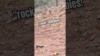 quotRockyquot Wallabies 🇦🇺 Flinders Ranges SA [upl. by Aiekram311]