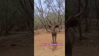 Sariska National park cuteanimal music viral [upl. by Kinemod948]