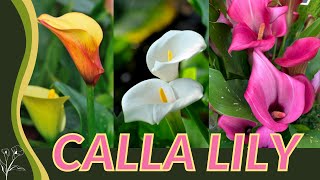 The Beginners Guide to CALLA LILY Zantedeschia aethiopica quotArum Lilyquot 💐💐💐 [upl. by Eudoxia]