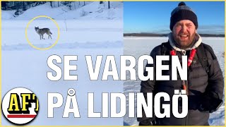 Fredrik 33 mötte vargen på Lidingö ”Den var nyfiken” [upl. by Wit2]