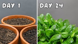 Rapidly Growing Lettuce from Seeds  24Day Timelapse [upl. by Sergeant]