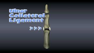 Ulnar Collateral Ligament Injuries [upl. by Loralee]