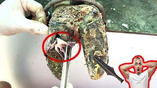 Cut Trim and Cleaning  Screw with Nails WAS STUCK IN cows hoof TL0 [upl. by Bree]