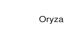 How to pronounce Oryza [upl. by Haliled678]