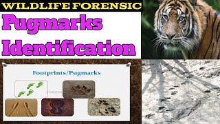 Wildlife Forensic Pugmarks Identification [upl. by Sevart]