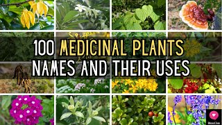 100 Medicinal Plants Names And Their Uses  Blissed Zone [upl. by Berneta]