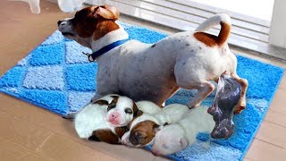 Our Chocolate Labrador Retriever Gives Birth To 7 Cute Puppies [upl. by Bev]