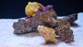 A Fish that Fishes Frogfish Feeding [upl. by Alison]