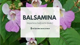 BALSAMINA DI BALFOUR  Impatiens balfourii Hookf  Balsaminaceae [upl. by Oznole]