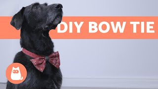 How to Make a BOW TIE for DOGS [upl. by Suehtomit557]