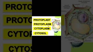 Difference between protoplast cytosol and cytoplasm biology [upl. by Nalahs]