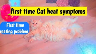 Cat heat symptoms female  first time cat heat problem  cat heat me kitne din tak rahat h  cycle [upl. by Venola]