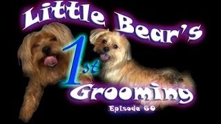 Little Bears First Grooming  Episode 60 [upl. by Ayin]