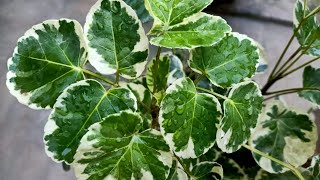 Aralia  Best Ornamental Perennial plantCare [upl. by Perlman740]