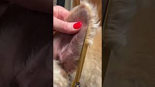 Master DOG Grooming Scissorsproduce better work [upl. by Ahsennod605]