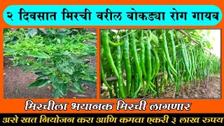 मिरची वरील बोकड्या रोग नष्ट कसा करावा  mirchi khat niyojan  mirchi varil bokadyacha naynat [upl. by Aurora]