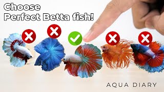 How To Choose A Best Betta Fish [upl. by Welby533]