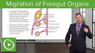 Foregut Organs Omentum amp Mesenteries – Embryology  Lecturio [upl. by Anwahsal]