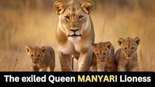 The exiled queen Manyari a lioness rescues eight cubs from the harsh rule of the jungle [upl. by Dragone943]